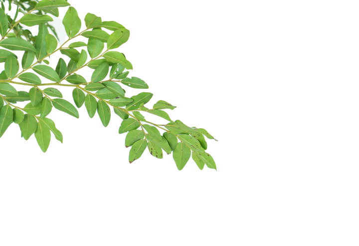 branche avec des feuilles